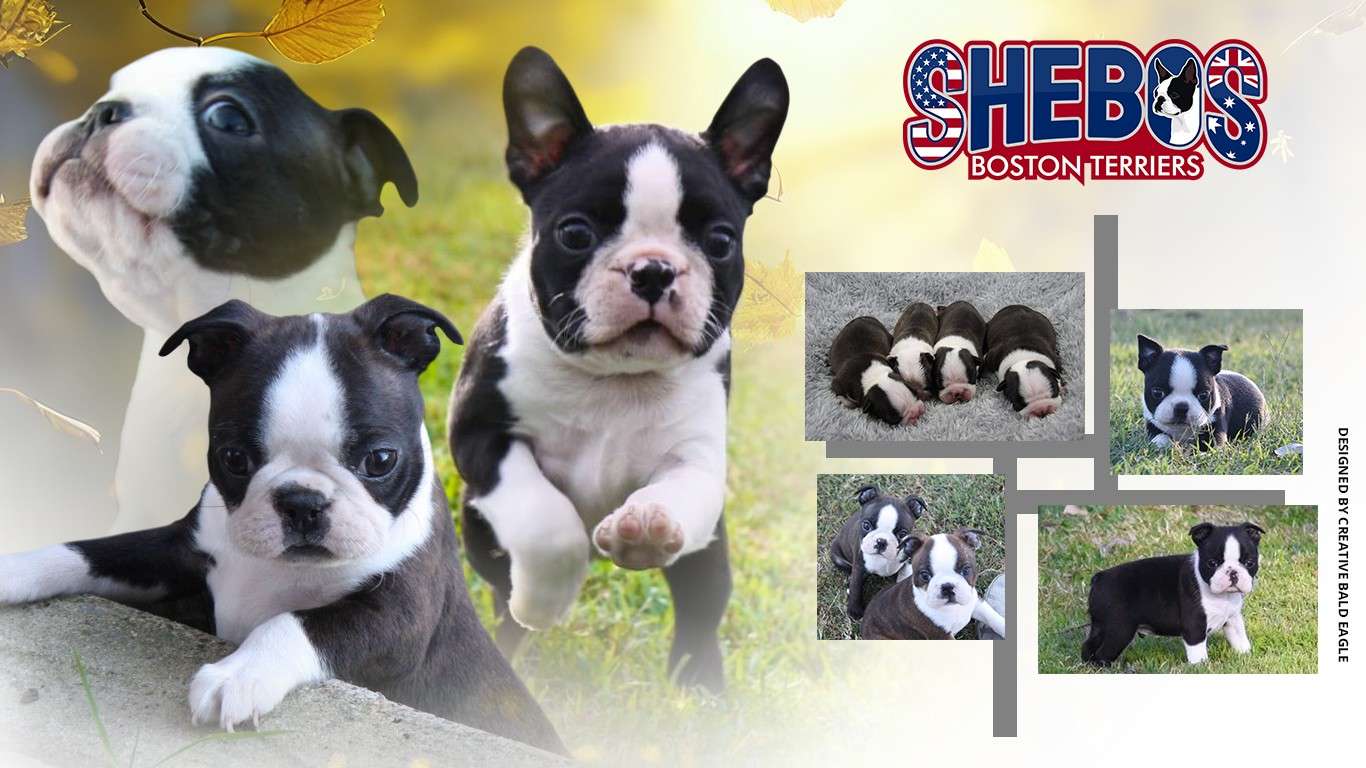 Shebos Boston Terriers