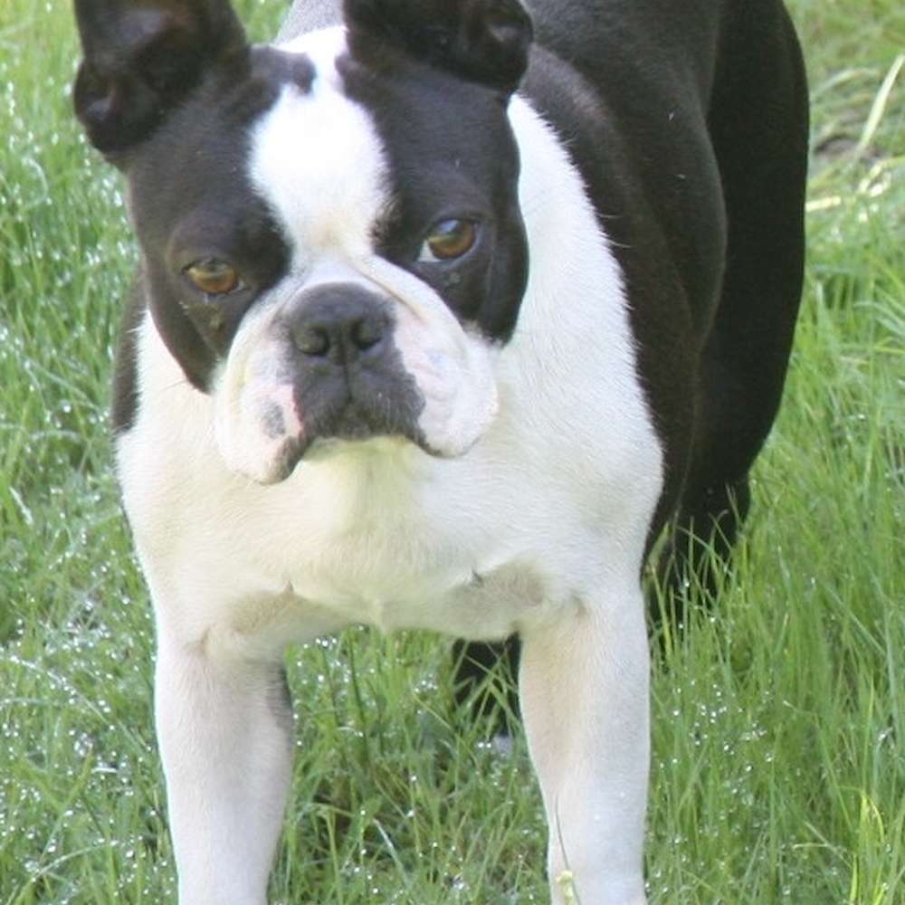 Wattelglen Trend Setter