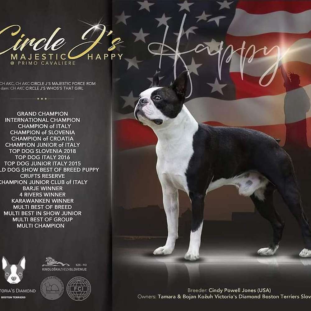 GCH CH Circle J's Majestic Happy @ Primo Cavaliere  (sem)