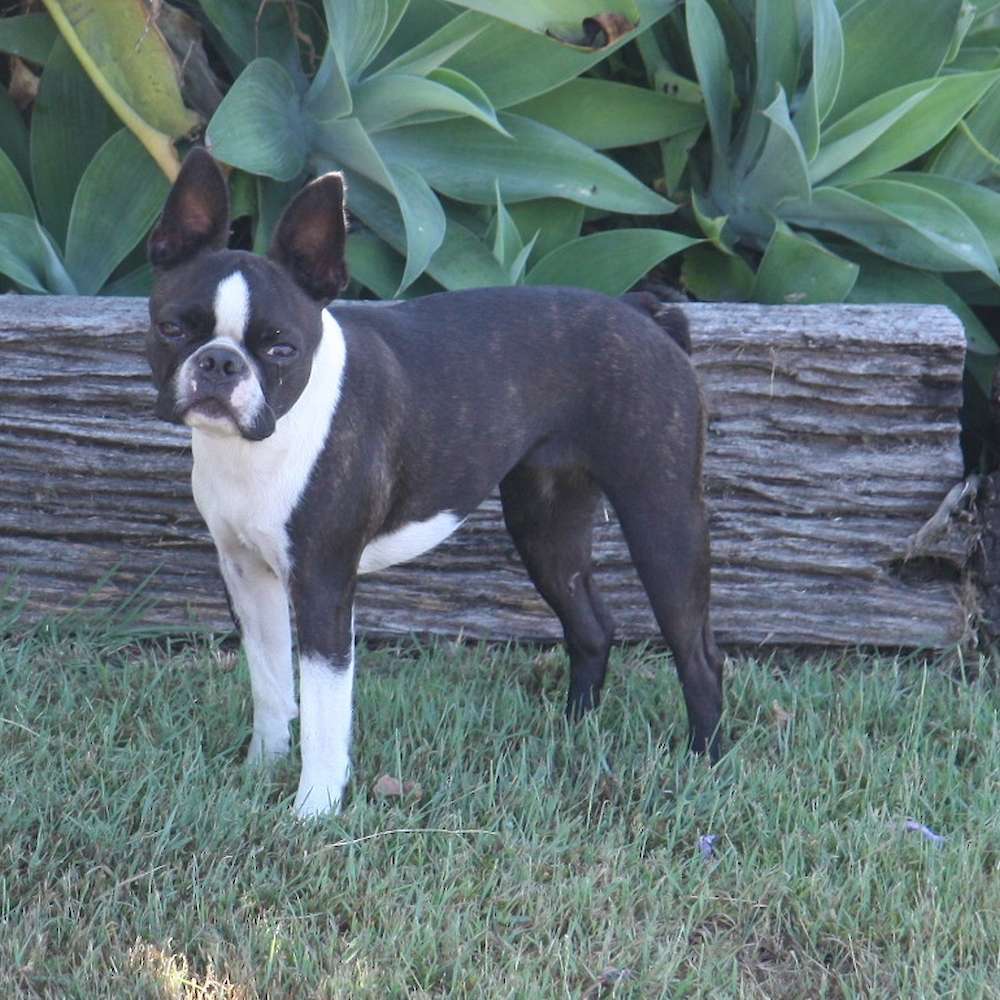 Shebos Hells Bells Nellie