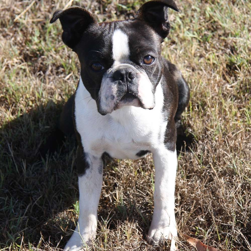 Shebos Buckle Up Baby