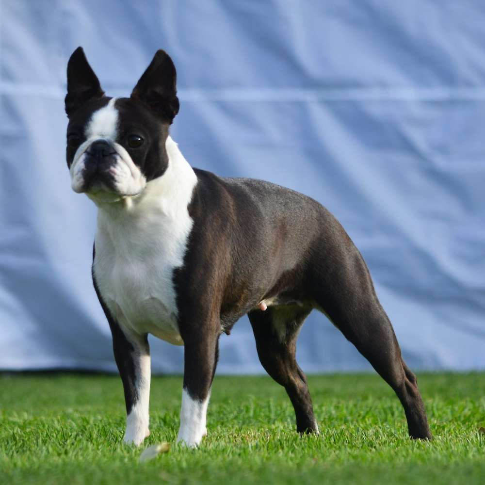 Aus CH Shebos Shake It Up Baby