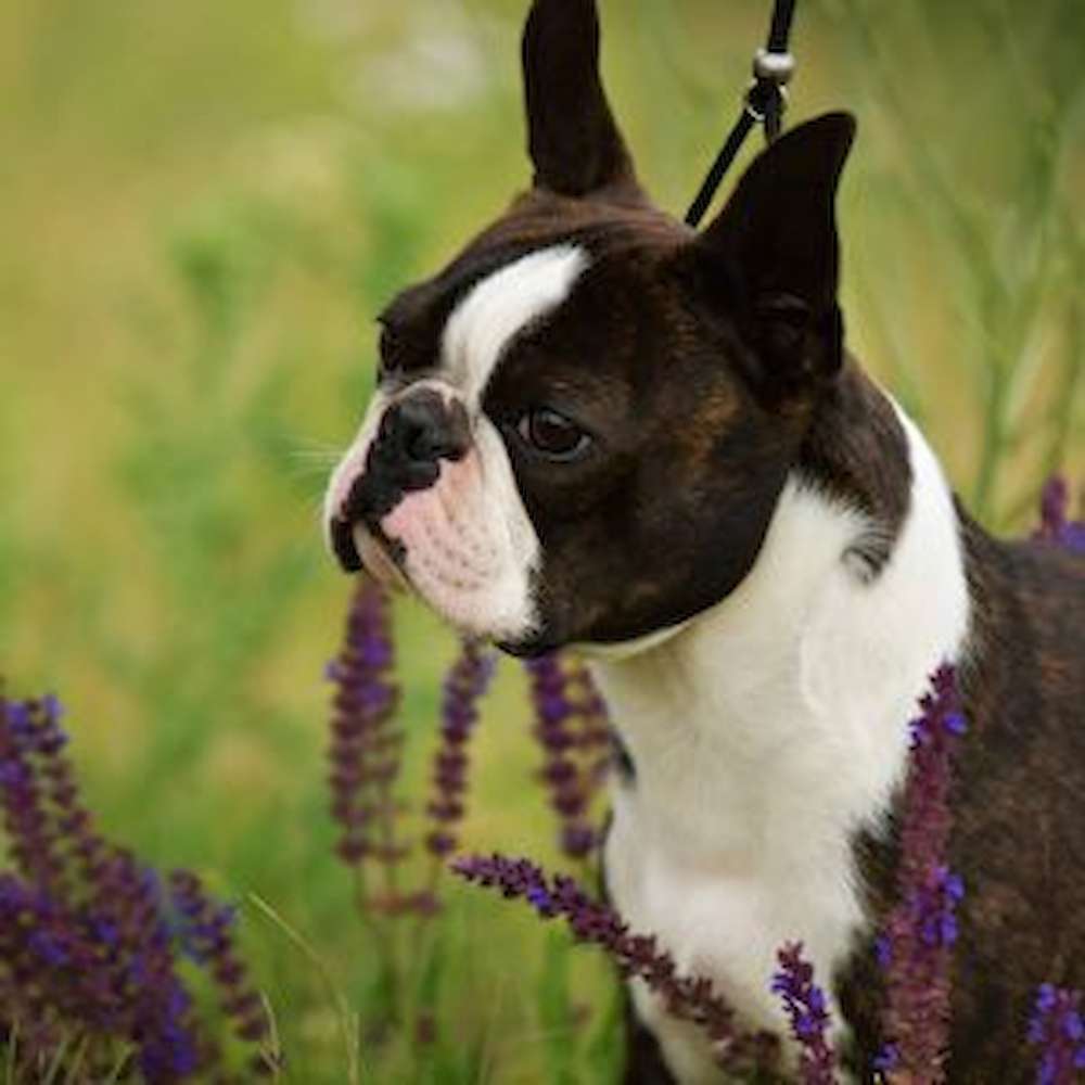 Sunwoods Code Of Honor (sem)