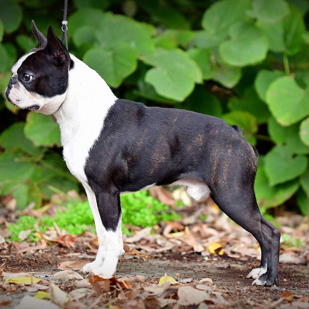 Quiggin's M&M D'Iva Boston (sem)