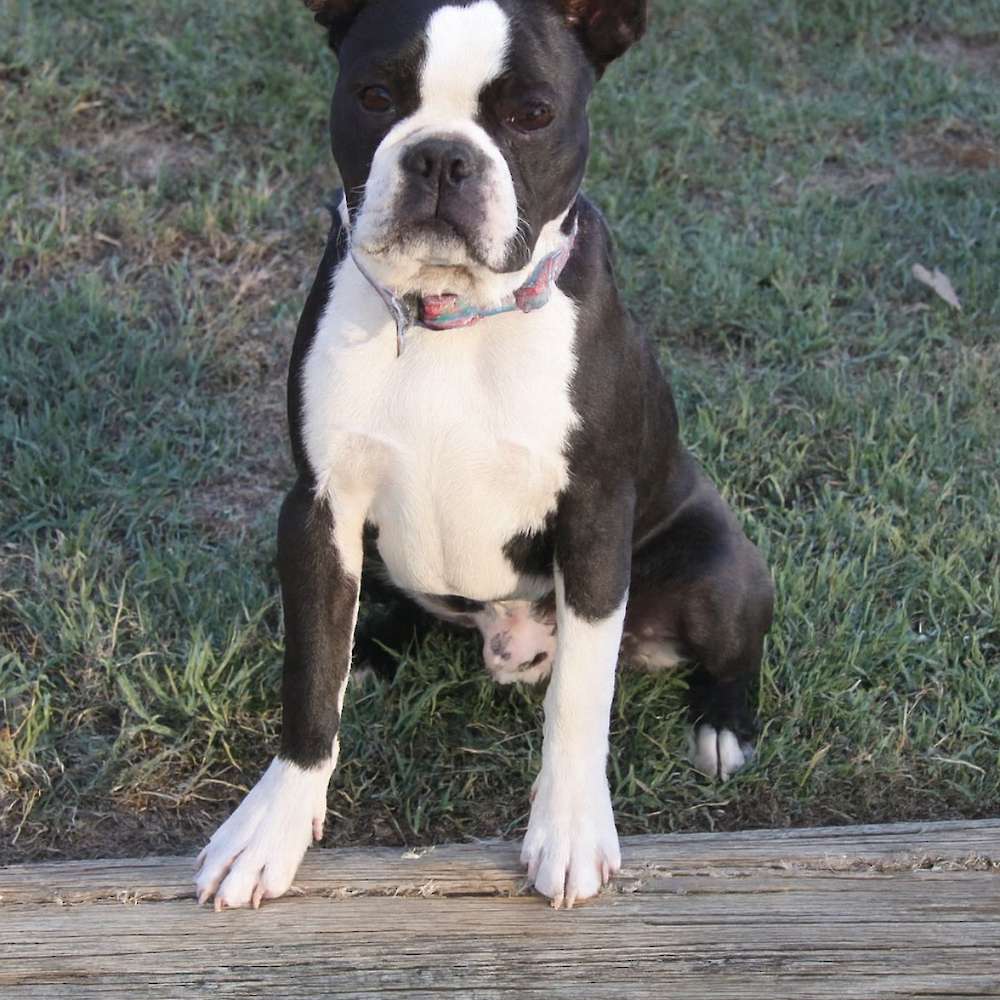 Shebos Secret Liaison